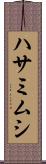 ハサミムシ Scroll