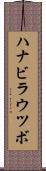 ハナビラウツボ Scroll