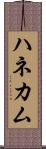 ハネカム Scroll