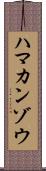 ハマカンゾウ Scroll