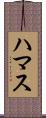 ハマス Scroll