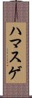 ハマスゲ Scroll