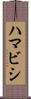 ハマビシ Scroll