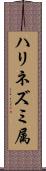 ハリネズミ属 Scroll