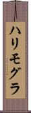 ハリモグラ Scroll