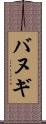 バヌギ Scroll