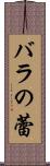 バラの蕾 Scroll