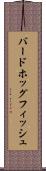 バードホッグフィッシュ Scroll
