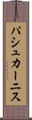 パシュカーニス Scroll