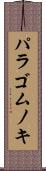 パラゴムノキ Scroll