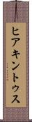 ヒアキントゥス Scroll