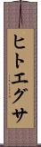 ヒトエグサ Scroll