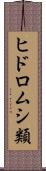 ヒドロムシ類 Scroll