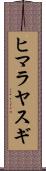 ヒマラヤスギ Scroll