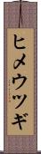 ヒメウツギ Scroll