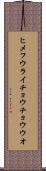 ヒメフウライチョウチョウウオ Scroll