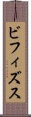 ビフィズス Scroll