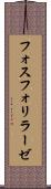 フォスフォリラーゼ Scroll
