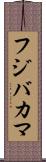 フジバカマ Scroll