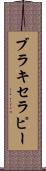 ブラキセラピー Scroll
