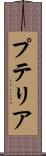 プテリア Scroll