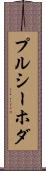 プルシーホダ Scroll