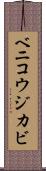 ベニコウジカビ Scroll