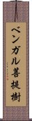 ベンガル菩提樹 Scroll