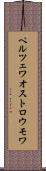 ペルツェワオストロウモワ Scroll