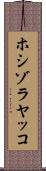 ホシゾラヤッコ Scroll
