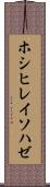 ホシヒレイソハゼ Scroll