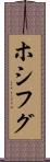 ホシフグ Scroll