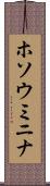 ホソウミニナ Scroll