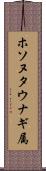 ホソヌタウナギ属 Scroll