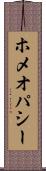 ホメオパシー Scroll