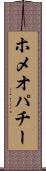 ホメオパチー Scroll