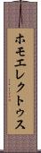 ホモ・エレクトゥス Scroll