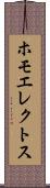 ホモエレクトス Scroll