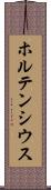 ホルテンシウス Scroll