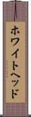 ホワイトヘッド Scroll