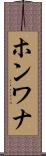 ホンワナ Scroll