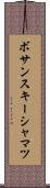 ボサンスキーシャマツ Scroll