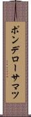 ポンデローサマツ Scroll