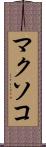 マクソコ Scroll