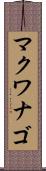 マクワナゴ Scroll