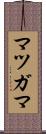 マツガマ Scroll
