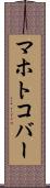 マホトコバー Scroll