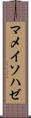 マメイソハゼ Scroll
