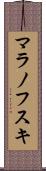 マラノフスキ Scroll