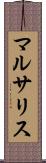 マルサリス Scroll